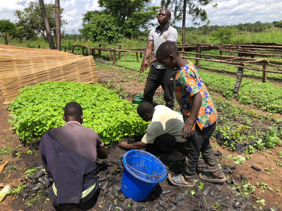 Agroforestry