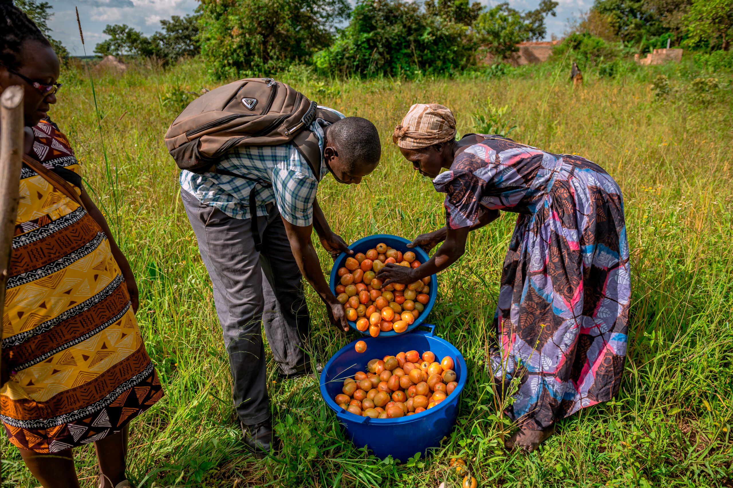 Farmers harvesting tomatoes