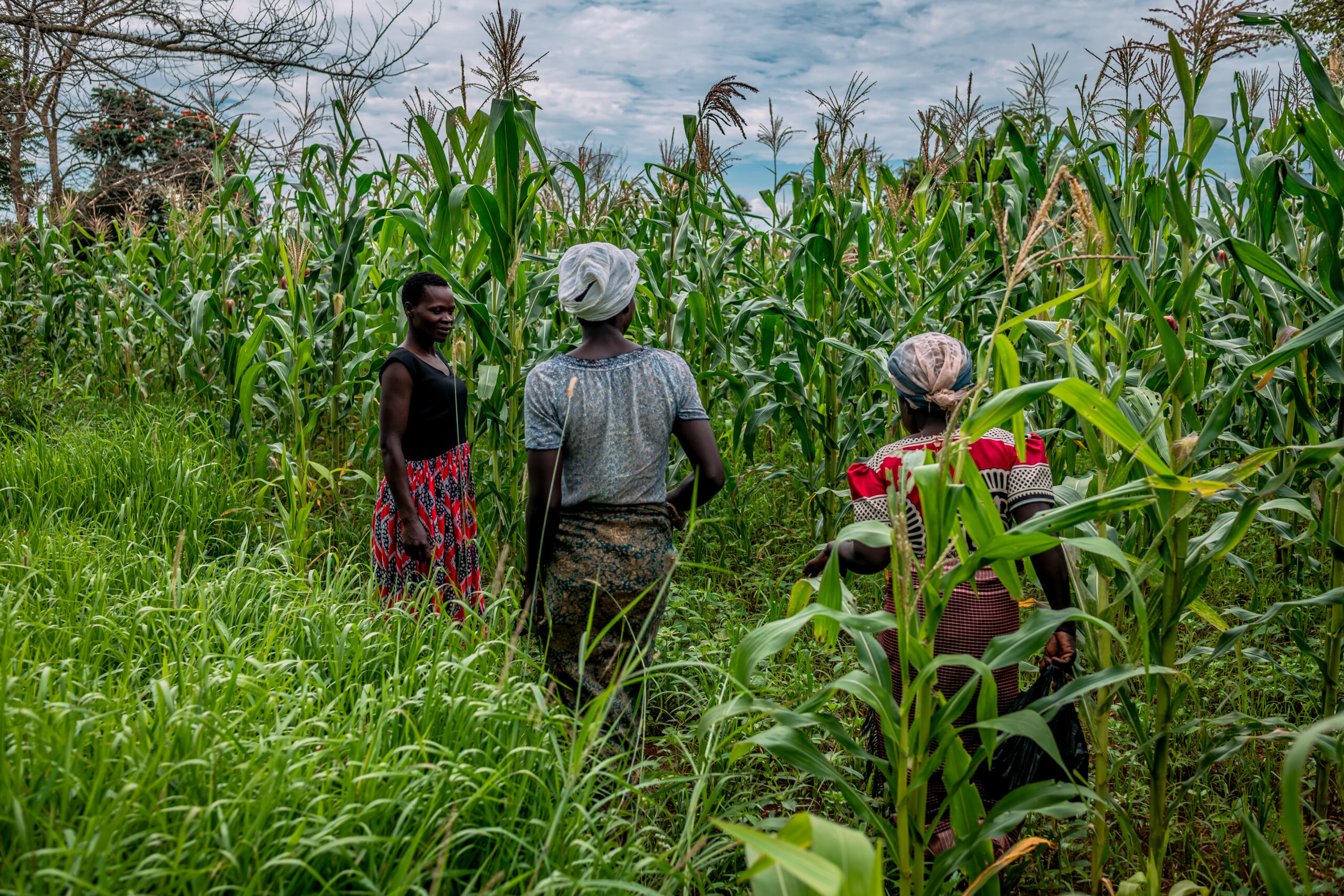 Women in a maize garden